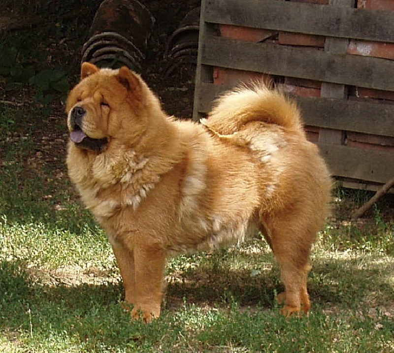 E'sweet poppy red de mai jin shan