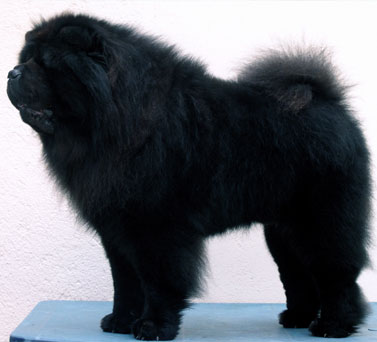 CH. Black beard Van mansjoerije