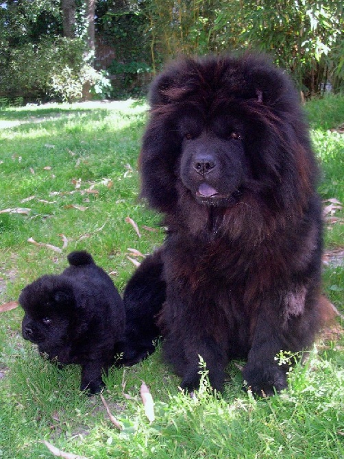 de mai jin shan - Premiers pas dans l'herbe avec maman.